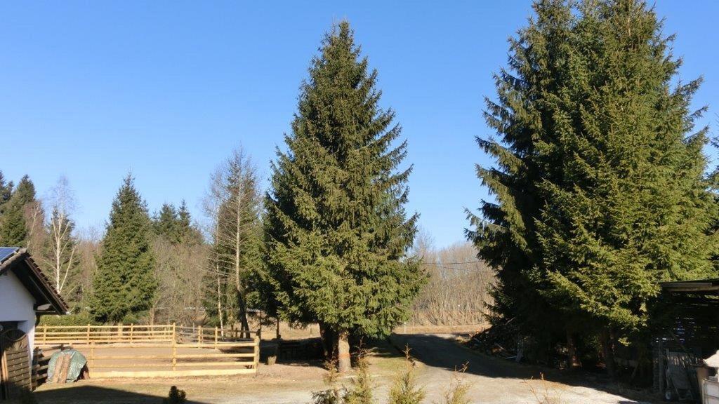 Pension Fohlenhof Фрауенау Екстериор снимка